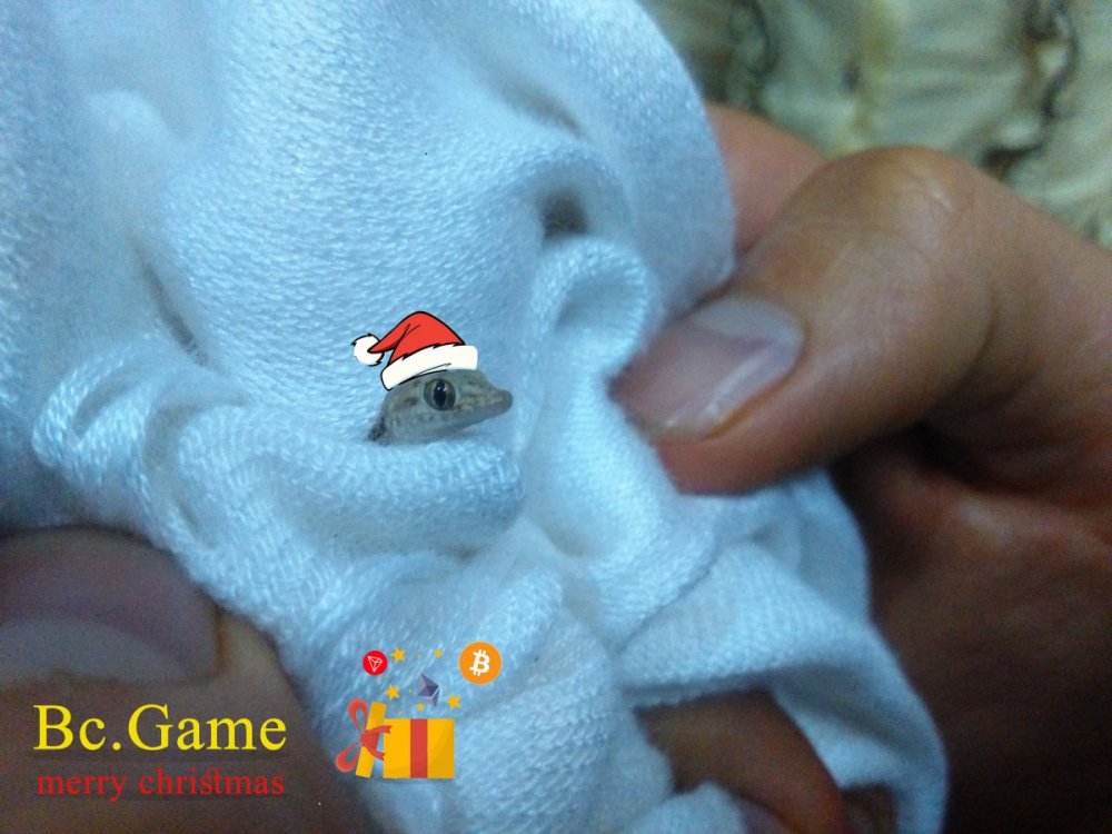 Bc.Game1.thumb.jpg.e36b993a646b26a7f45ee6b368e58c32.jpg